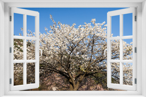 Fototapeta Naklejka Na Ścianę Okno 3D - White Cherry Blossom in Lake Kawaguchiko