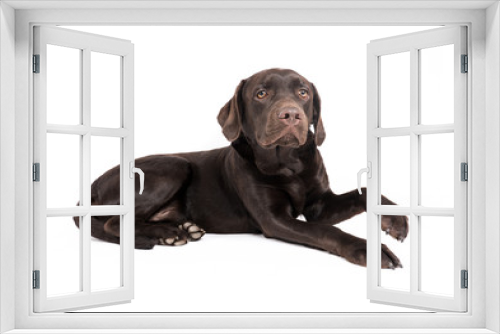 Fototapeta Naklejka Na Ścianę Okno 3D - Brown labrador