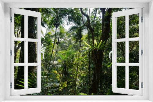 Fototapeta Naklejka Na Ścianę Okno 3D - Vegetation in a forest of New Caledonia, Grande Terre island, south Pacific
