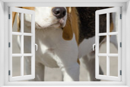 Fototapeta Naklejka Na Ścianę Okno 3D - beagle dog for a walk