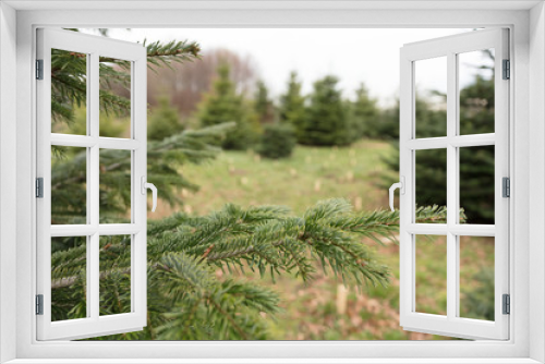 Fototapeta Naklejka Na Ścianę Okno 3D - Weihnachtsbaumverkauf