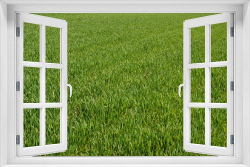 Fototapeta Naklejka Na Ścianę Okno 3D - trawa, grass
