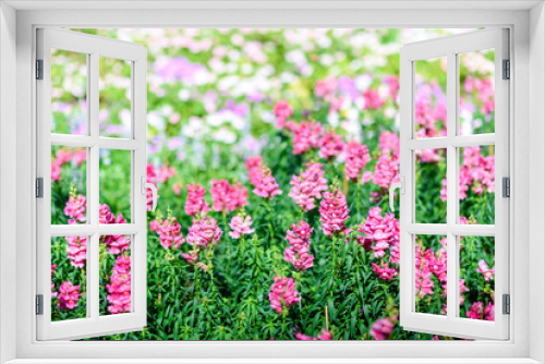 Fototapeta Naklejka Na Ścianę Okno 3D - Wild Pink Flower in Sunshine