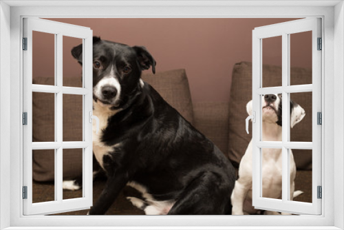 Fototapeta Naklejka Na Ścianę Okno 3D - dogs on sofa