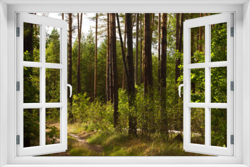 Fototapeta Naklejka Na Ścianę Okno 3D - Beautiful panorama of pine forest with summer day. Coniferous trees. Sustainable ecosystem