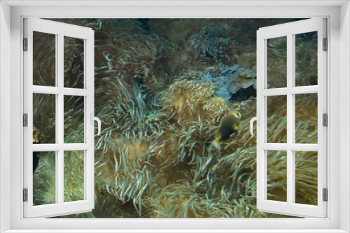 Fototapeta Naklejka Na Ścianę Okno 3D - Heteractis, crispa a long tentacled sea anenome