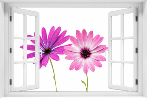 Fototapeta Naklejka Na Ścianę Okno 3D - Osteosperumum Flower Daisy Isolated