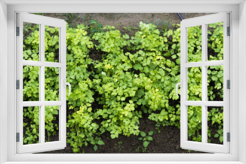 Fototapeta Naklejka Na Ścianę Okno 3D - Vegetable garden top view.