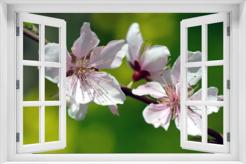 Fototapeta Naklejka Na Ścianę Okno 3D - Peach Blossoms