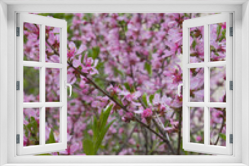 Fototapeta Naklejka Na Ścianę Okno 3D - pink blossom tree branches