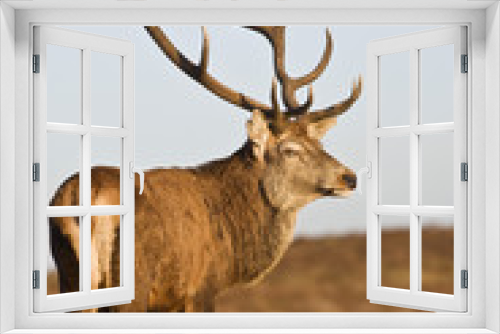Fototapeta Naklejka Na Ścianę Okno 3D - Red Deer stands looking back UK