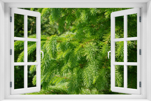 Fototapeta Naklejka Na Ścianę Okno 3D - Growing fir-tree.
