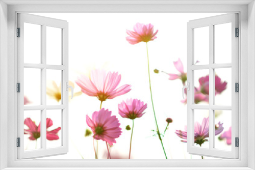 Fototapeta Naklejka Na Ścianę Okno 3D - Beautiful pink cosmos flowers full field