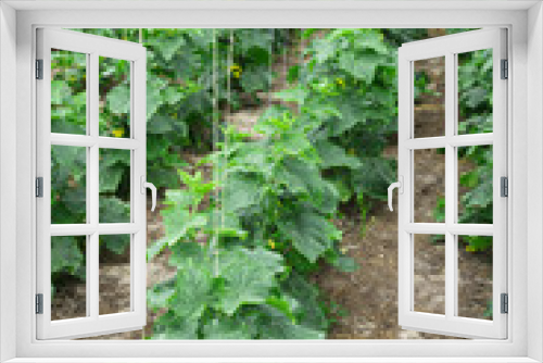 Fototapeta Naklejka Na Ścianę Okno 3D - To grow cucumbers in the greenhouse clean environmentally friend