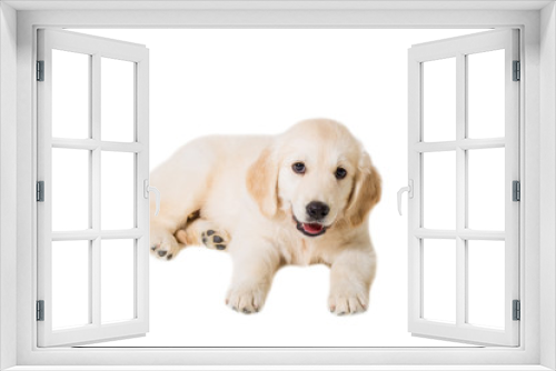 Fototapeta Naklejka Na Ścianę Okno 3D - puppy golden retriever on a white background isolated