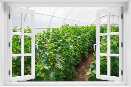 Fototapeta Naklejka Na Ścianę Okno 3D - growing of cucumber in greenhouse