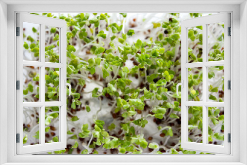 Fototapeta Naklejka Na Ścianę Okno 3D - Microgreens background