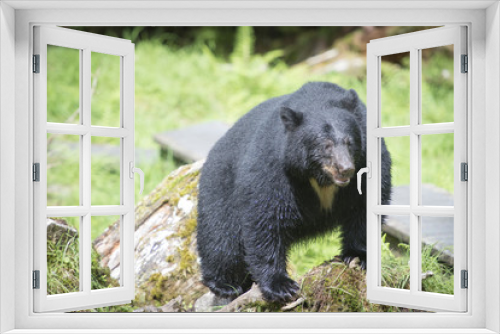 Fototapeta Naklejka Na Ścianę Okno 3D - Approaching Black Bear