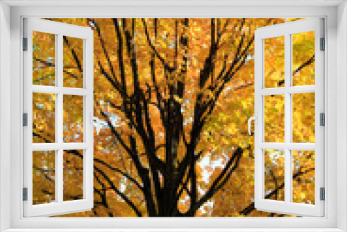 Fototapeta Naklejka Na Ścianę Okno 3D - Herbstlaubfärbung