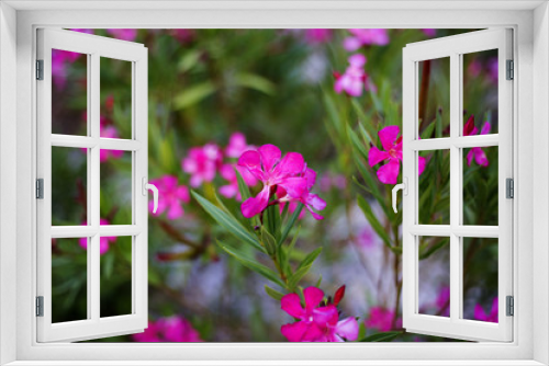 Fototapeta Naklejka Na Ścianę Okno 3D - Oleander