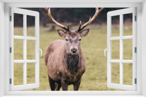 Fototapeta Naklejka Na Ścianę Okno 3D - Red deer in foggy field