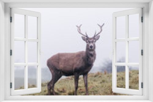 Fototapeta Naklejka Na Ścianę Okno 3D - Red deer in foggy field