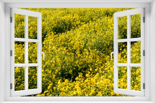 Fototapeta Naklejka Na Ścianę Okno 3D - Field of Chrysanthemum