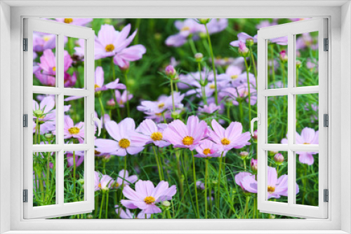Fototapeta Naklejka Na Ścianę Okno 3D - cosmos flower blossom in grass.