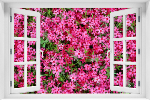 Fototapeta Naklejka Na Ścianę Okno 3D - Ground Pink