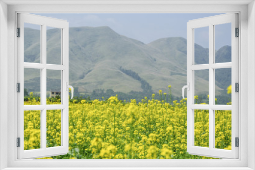 Fototapeta Naklejka Na Ścianę Okno 3D - The rape flowers field scenery 
