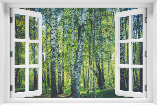 Fototapeta Naklejka Na Ścianę Okno 3D - Birch Trees in Autumn Park Retro