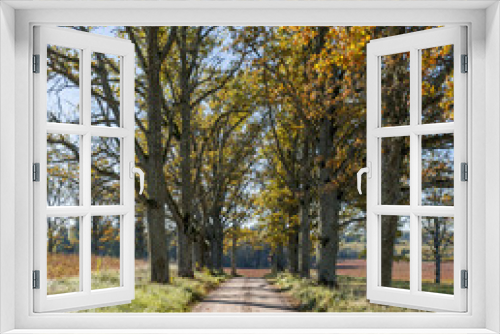Fototapeta Naklejka Na Ścianę Okno 3D - Countryside road in autumn, Europe