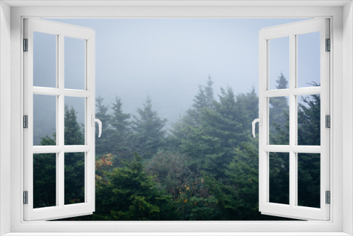 Fototapeta Naklejka Na Ścianę Okno 3D - Pine trees in fog, at Grandfather Mountain, North Carolina.