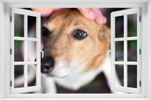 Fototapeta Naklejka Na Ścianę Okno 3D - weasel dog hand on nature