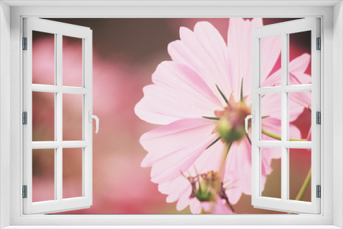 Fototapeta Naklejka Na Ścianę Okno 3D - Pink cosmos flowers