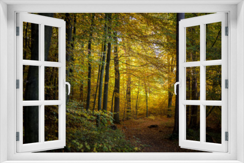 Fototapeta Naklejka Na Ścianę Okno 3D - Der Weg im Wald