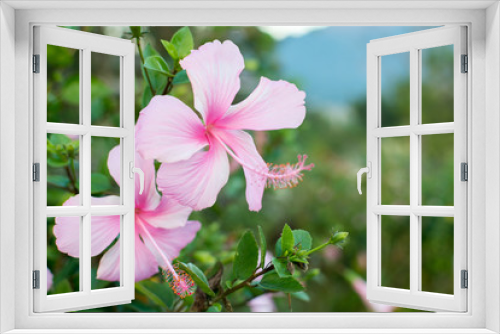 Fototapeta Naklejka Na Ścianę Okno 3D - Pink hibiscus flowers