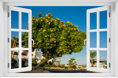 Fototapeta Naklejka Na Ścianę Okno 3D - tropical tree with yellow flowers in tropical location blue sky