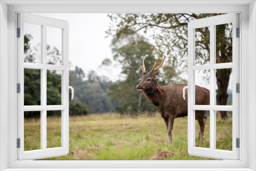 Fototapeta Naklejka Na Ścianę Okno 3D - deer in field