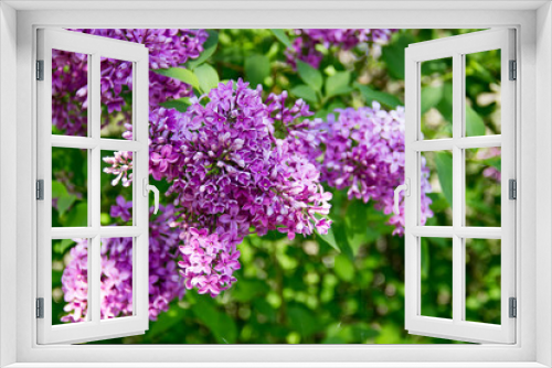 Fototapeta Naklejka Na Ścianę Okno 3D - A branch of lilac in the garden.
