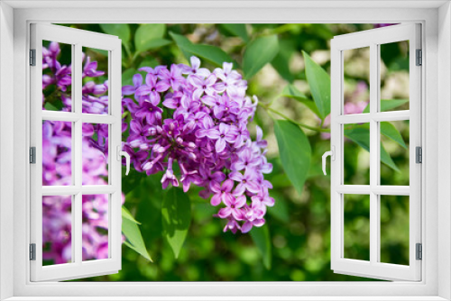 Fototapeta Naklejka Na Ścianę Okno 3D - A branch of purple lilac.