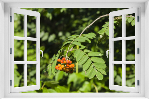 Fototapeta Naklejka Na Ścianę Okno 3D - Mountain ash, Rowan, Sorbus tree with ripe berries, close-up, selective focus, shallow DOF
