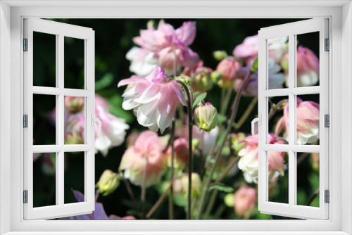 Fototapeta Naklejka Na Ścianę Okno 3D - White-pink Aquilegia in the summer garden.
