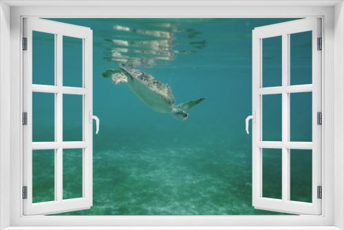 Fototapeta Naklejka Na Ścianę Okno 3D - Sea Turtle Swimming