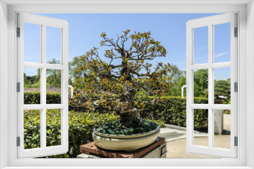 Fototapeta Naklejka Na Ścianę Okno 3D - Pomegranate tree bonsai isolated outdoors