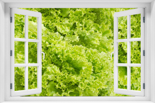 Fototapeta Naklejka Na Ścianę Okno 3D - Background of a green lettuce