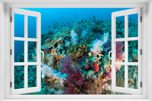Fototapeta Naklejka Na Ścianę Okno 3D - coral life diving Sudan Soudan Red Sea safari
