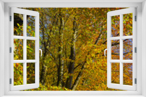 Fototapeta Naklejka Na Ścianę Okno 3D - Beech Fagus sylvatica Autumn Leaves