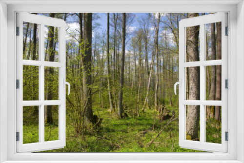 Fototapeta Naklejka Na Ścianę Okno 3D - Deciduous stand of Bialowieza Forest  Reserve at springtime day