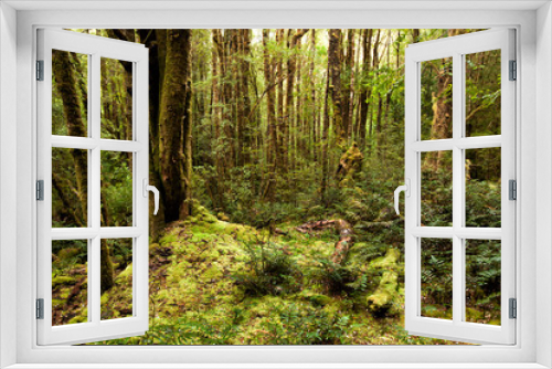 Fototapeta Naklejka Na Ścianę Okno 3D - Moss covered forest